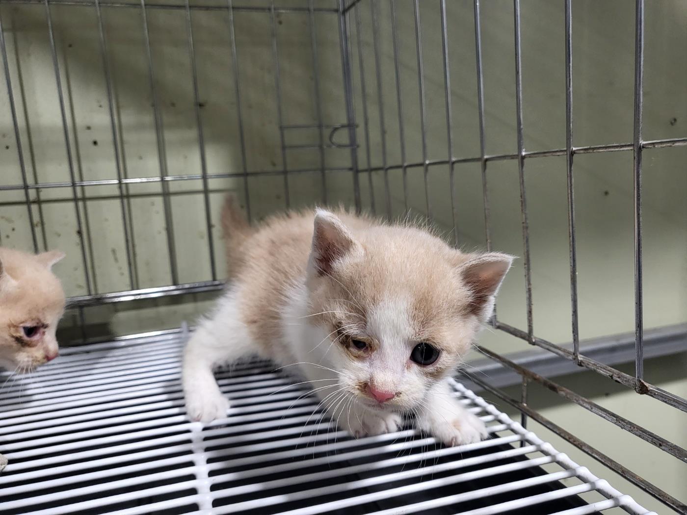 한국 고양이 이미지 파일 입니다.